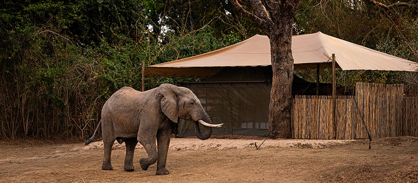 An elephant walks past a safari tent at Kutandala Camp, highlighting the close connection between camp and wildlife.