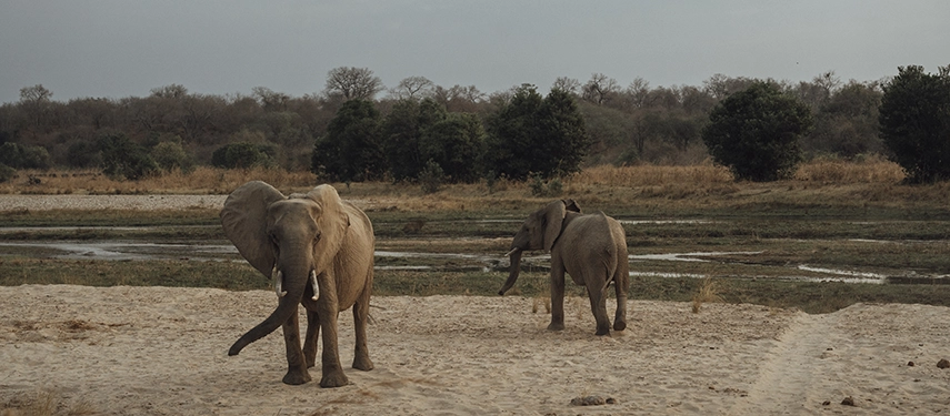 Two elephants move across sandy riverbanks near seasonal water channels in North Luangwa National Park.