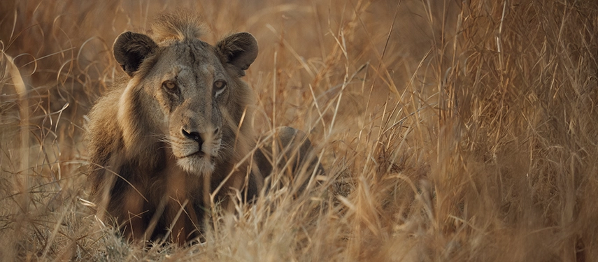 A male lion lies concealed in tall golden grass, offering an intimate wildlife encounter typical of North Luangwa National Park.