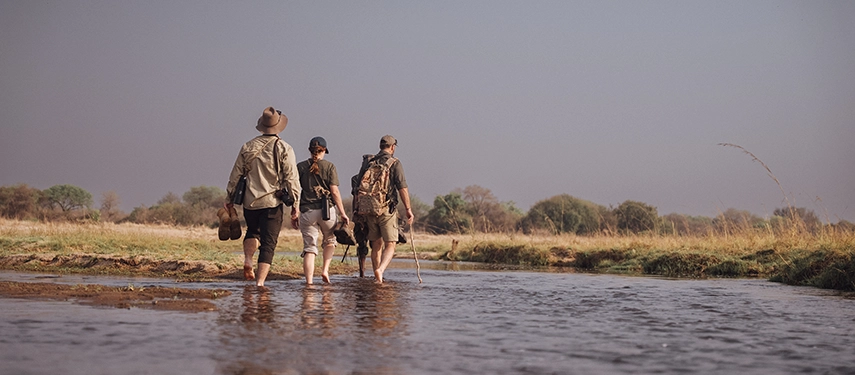 Guests and guides wade barefoot across a shallow river on a walking safari, carrying boots as they move through remote North Luangwa wilderness.