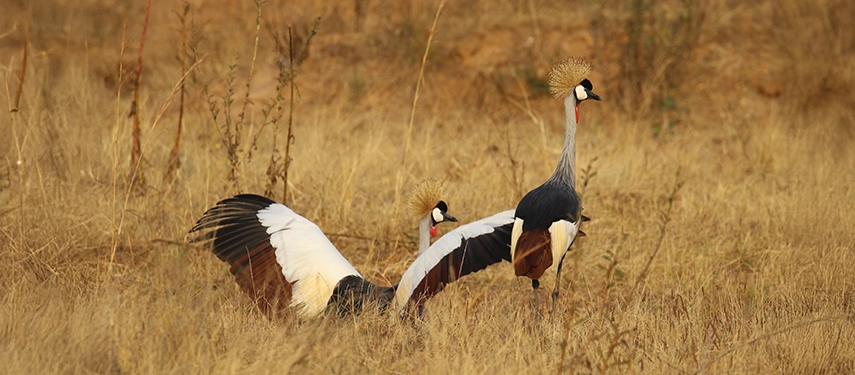 Two grey crowned cranes display in tall golden grass, highlighting the rich birdlife found around Kutandala Camp.