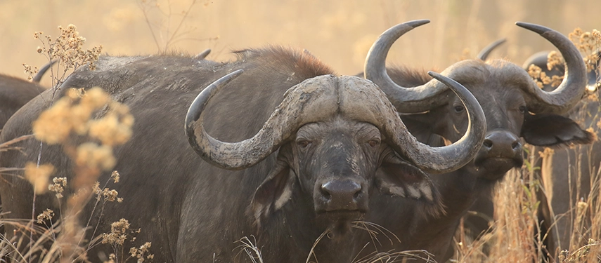 A close-up of a buffalo bull with sweeping horns captures the powerful wildlife encounters of North Luangwa National Park.