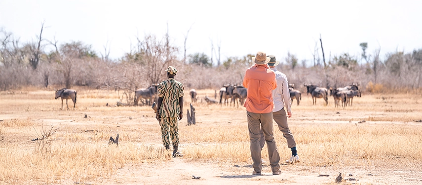 Guests walk through open woodland on a guided walking safari in North Luangwa, following wildlife tracks across dry grasslands.