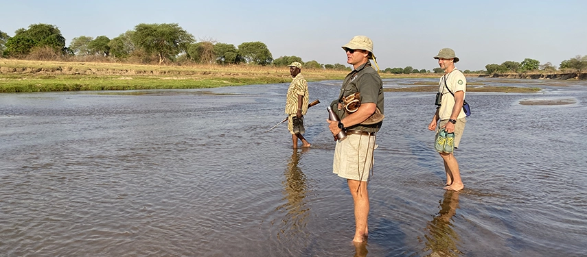 Guests and guides stand quietly in a shallow river on a walking safari, scanning the landscape for wildlife signs.