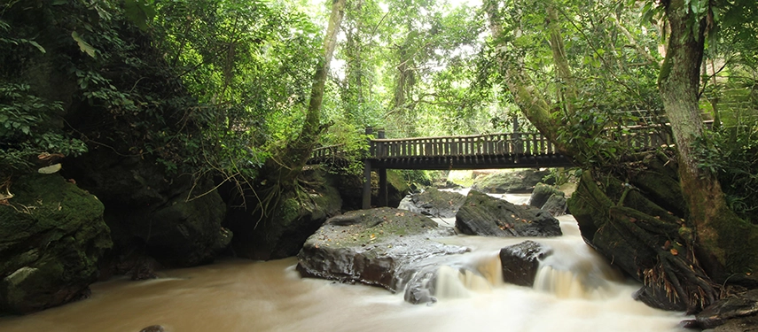 A wooden footbridge crosses a rocky forest stream in Kyambura Gorge, surrounded by dense rainforest and filtered light beneath the canopy.