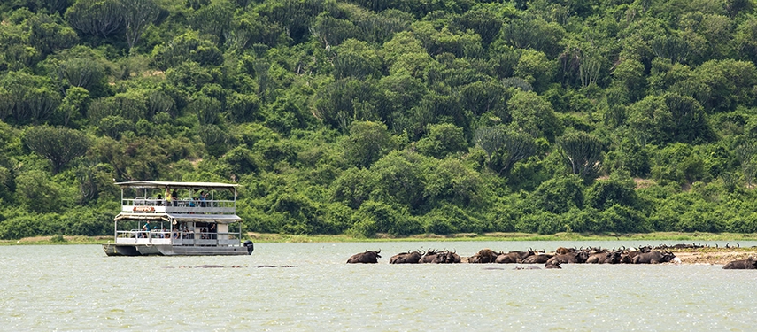 A safari boat cruises the Kazinga Channel as hippos gather along the water’s edge, offering a classic wildlife experience near Kyambura Gorge Lodge.