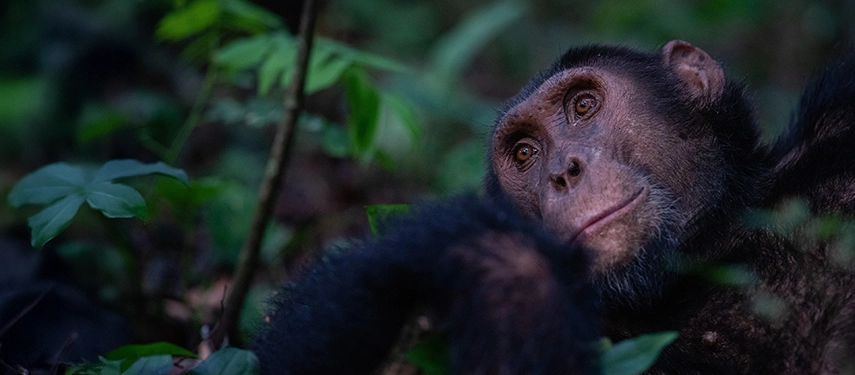 A close-up portrait of a chimpanzee in dense forest underlines Kyambura Gorge Lodge’s proximity to one of Uganda’s most celebrated primate habitats.