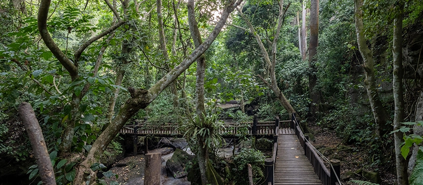 Raised wooden walkways wind through the rainforest of Kyambura Gorge, leading guests deep into one of Uganda’s most atmospheric forest corridors.