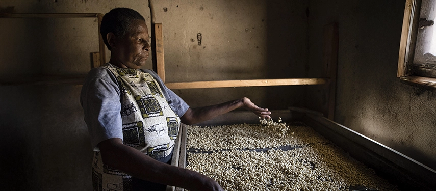 A local community member carefully sorts and dries coffee beans by hand, reflecting Kyambura Gorge Lodge’s close connection to nearby villages and sustainable livelihoods.
