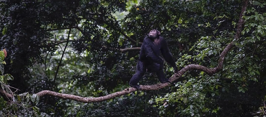 A chimpanzee balances on a branch high in the forest canopy of Kyambura Gorge, capturing the intimate wildlife encounters found near the lodge.