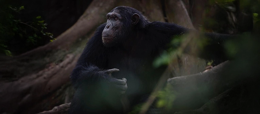 A chimpanzee rests quietly among the roots of the rainforest, reflecting the intimate forest encounters that define the Kyambura Gorge experience.