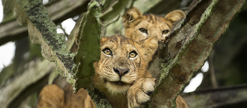 Young lion cubs peer through tangled branches, offering a rare glimpse of wildlife encounters possible within Queen Elizabeth National Park near Kyambura Gorge Lodge.