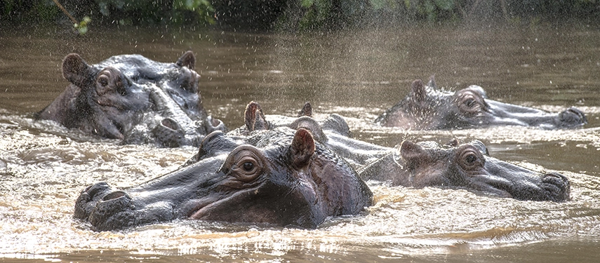 A pod of hippos surfaces in calm waters nearby, highlighting the rich wildlife found within the broader Queen Elizabeth National Park ecosystem.