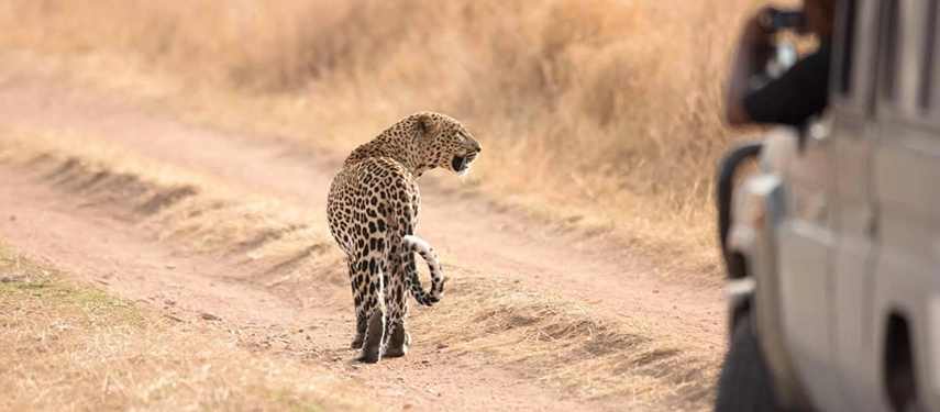 Leopard walking along a dusty track in the Serengeti, Tanzania, with a safari vehicle in the background capturing the close-up encounter.