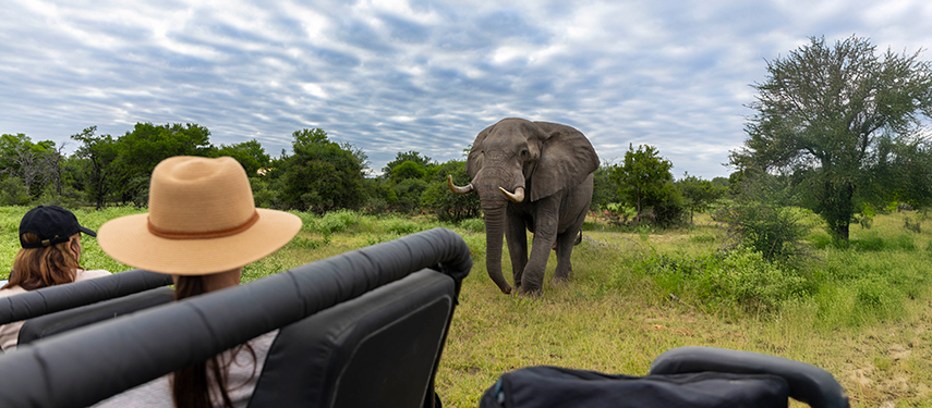 Guests in a safari vehicle observing a bull elephant approaching across open grassland.