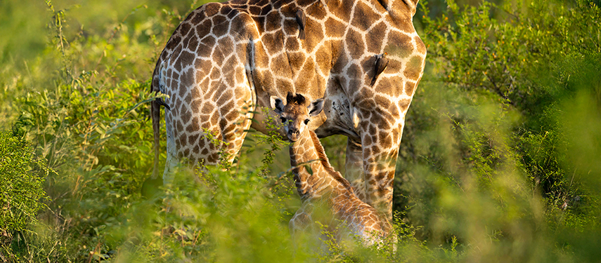 aby giraffe standing close to its mother, partially hidden in the green bush of Lion Sands Game Reserve.