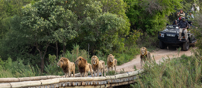 A pride of male lions crossing a rustic bridge as a safari vehicle approaches behind.