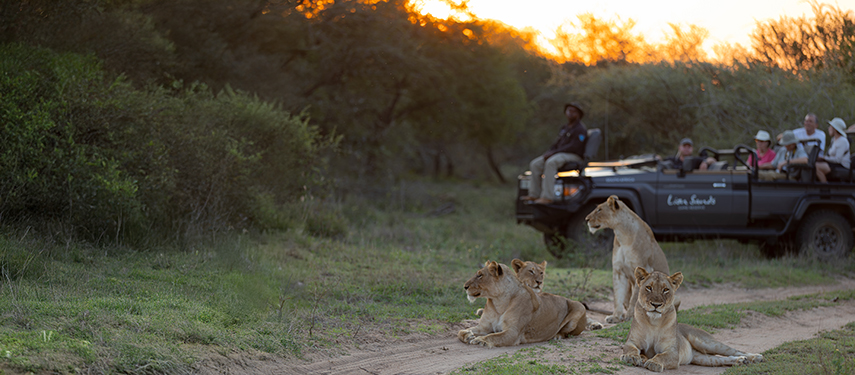 Safari guests observing a relaxed pride of lionesses with cubs at sunset.