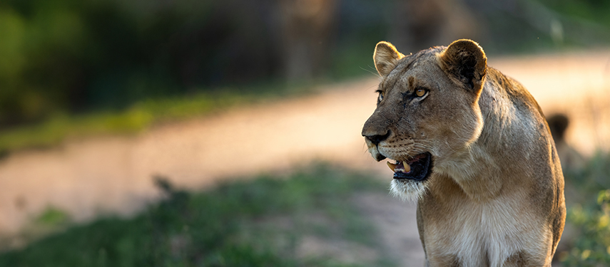 Close-up of a lioness alert and watchful in soft golden light during a game drive.