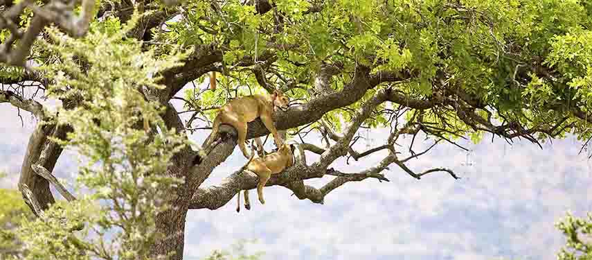 Lions lounging high up in a tree in Tarangire National Park, Tanzania, surrounded by dense foliage under a bright sky.