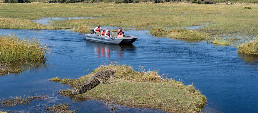 Safari boat cruise passes a crocodile resting on a grassy island in the Delta.