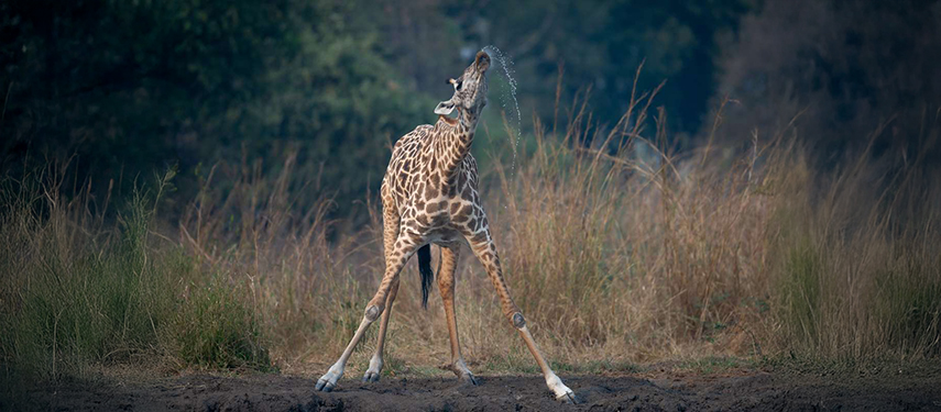 Giraffe drinking at sunset in Mana Pools, Zimbabwe