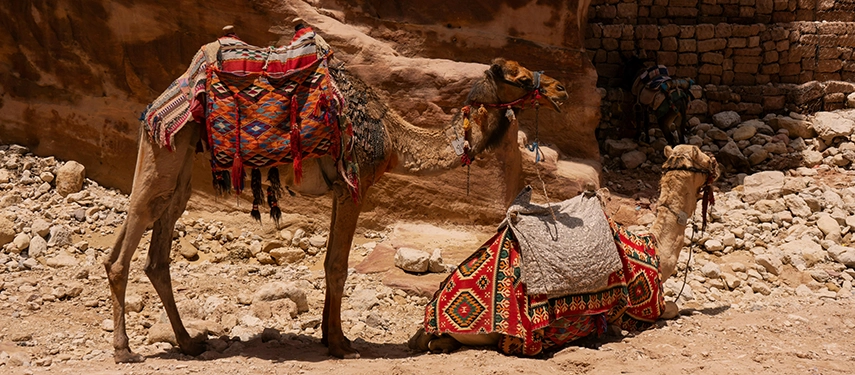 Two camels rest beside Petra’s rock walls, adorned with colourful woven saddles and traditional textiles.
