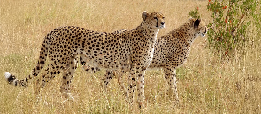 Two cheetah walk through long dry grass on the Masai Mara, Kenya
