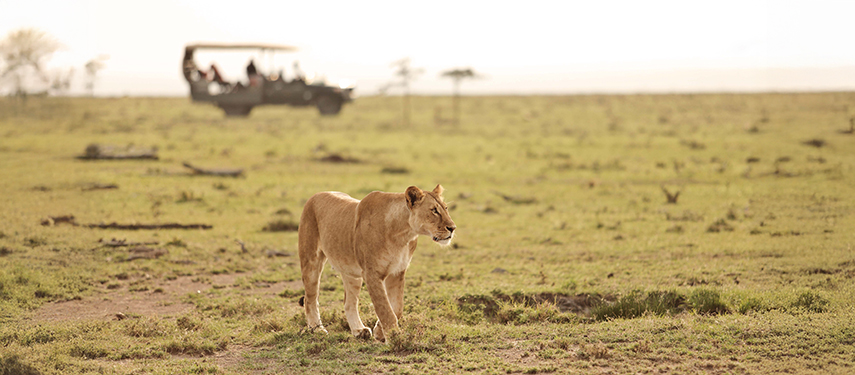 A lion walks across the grassy plains of the Masai Mara with a game drive vehicle in the background