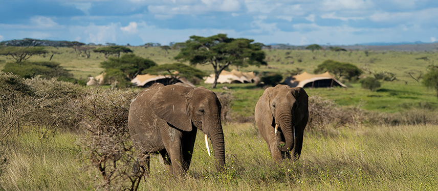 Two elephants graze near Namiri Plains Retreats in Kenya