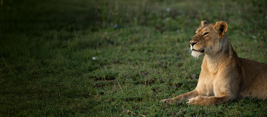 A lone lioness on the grassy plains of the Masai Mara