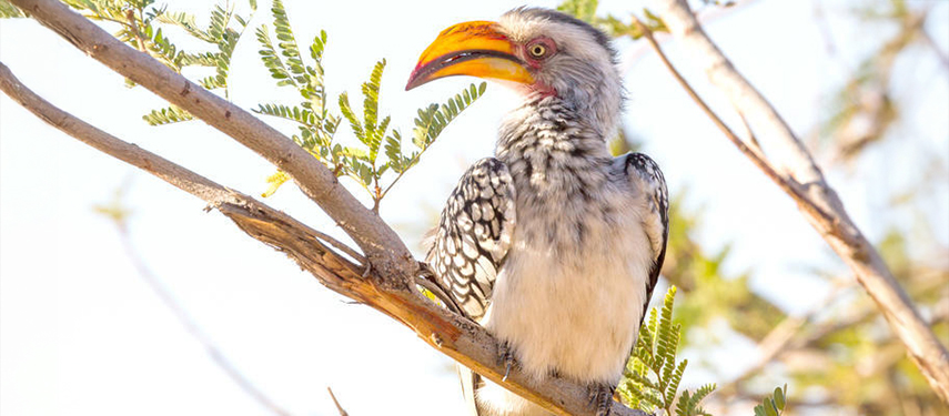 A hornbill in Hwange National Park, Zimbabwe