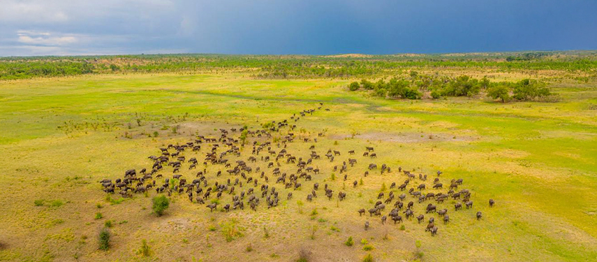 A herd of buffalo in Hwange National Park, Zimbabwe