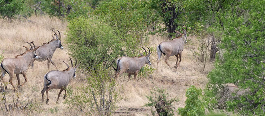 Roan antelope in Hwange National Park, Zimbabwe