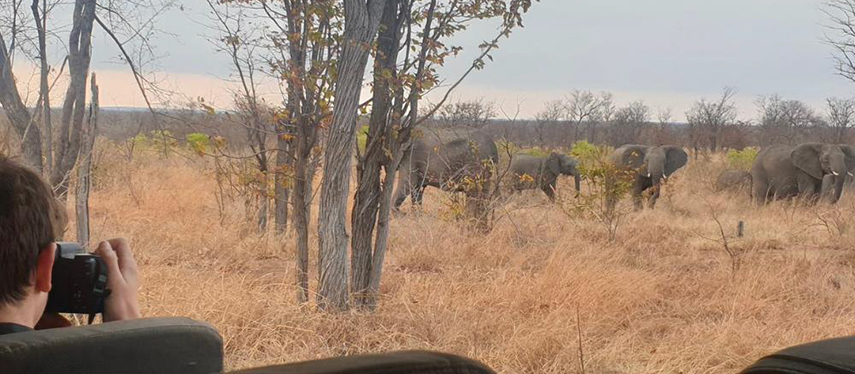 Man takes photos of elephants on a game drive in Zimbabwe