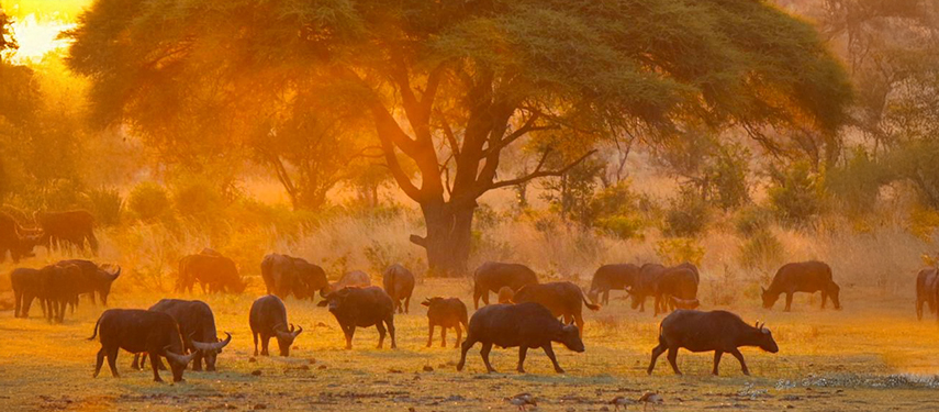 Buffalo at sunset in Hwange National Park, Zimbabwe