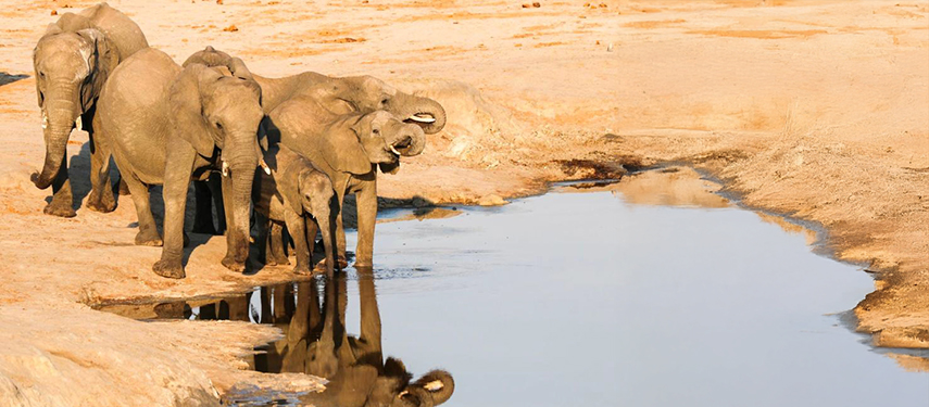 Elephants at a waterhole in Hwange National Park, Zimbabwe
