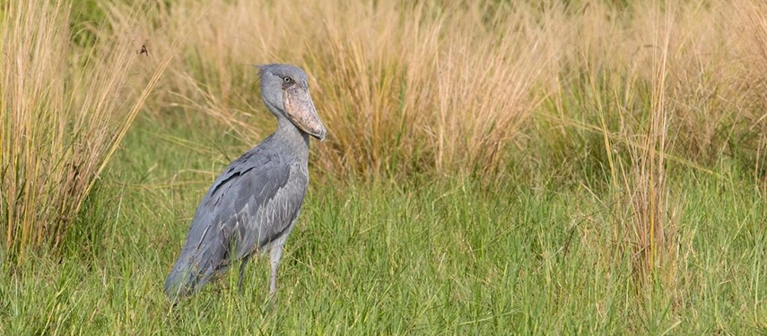 A shoebill stork stands alert in tall grass, highlighting the remarkable birdlife found around the wetlands of Murchison Falls National Park.