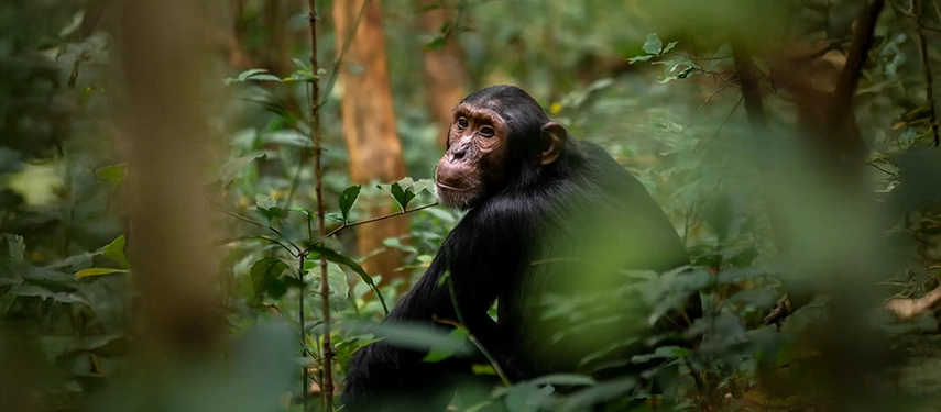 A chimpanzee pauses among dense forest foliage, offering a glimpse into Uganda’s rich primate habitats near Murchison Falls National Park.
