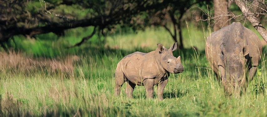 A young rhinoceros stands in tall green grass beside an adult, highlighting the conservation success of Murchison Falls National Park.