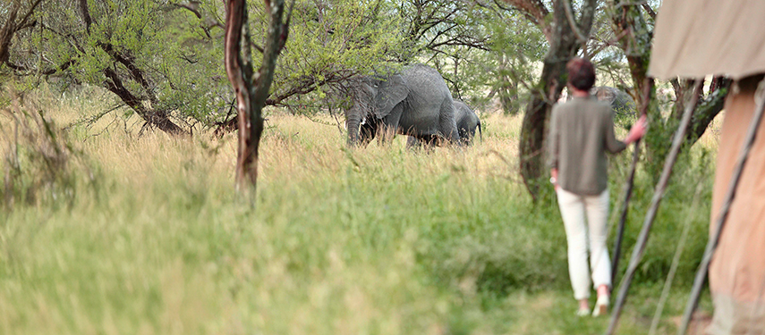 Guest watching elephants roam through camp from a respectful distance.