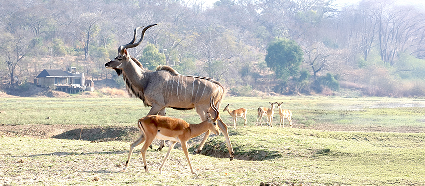 Kudu and impalas in South Luangwa, Zambia