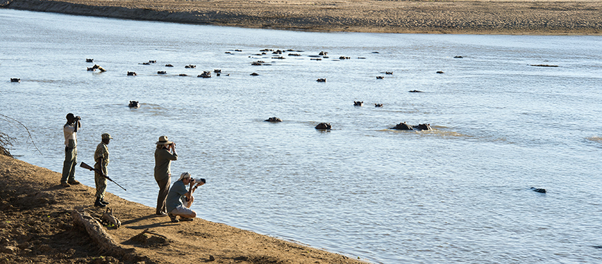 Tourists photographing hippos in the Luangwa River, Zambia