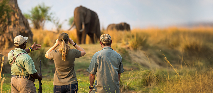 Guided walking safari with guests observing elephants up close in Mana Pools