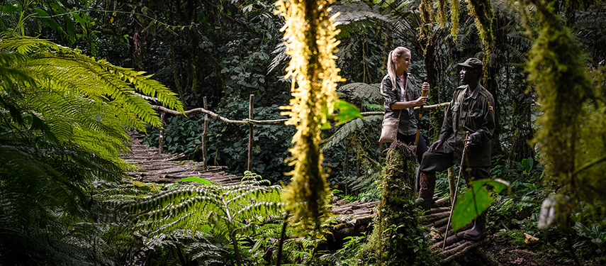 Guest and guide gorilla trekking in Bwindi Impenetrable Forest, Uganda