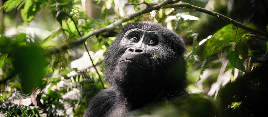 Gorilla in Bwindi Impenetrable Forest