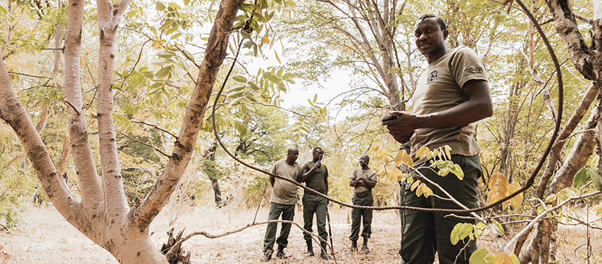 Conservation team members standing among woodland trees in Hwange
