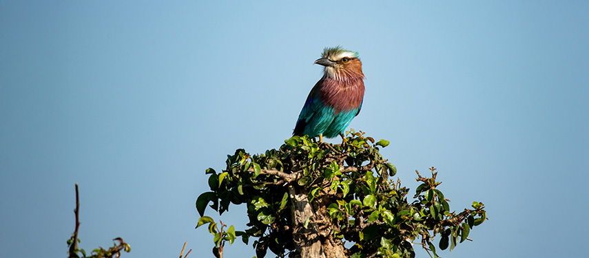 Lilac-breasted roller at Kati Kati Tented Camp, Serengeti