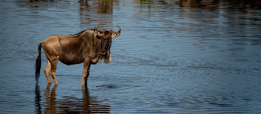 Wildebeest at a waterhole on the Serengeti during the Great Migration