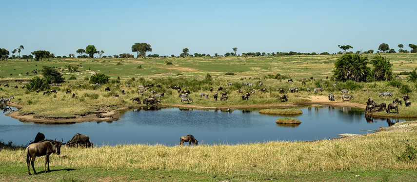 Water hole on the Serengeti during the Great Migration